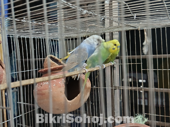 বাজিগর পাখি